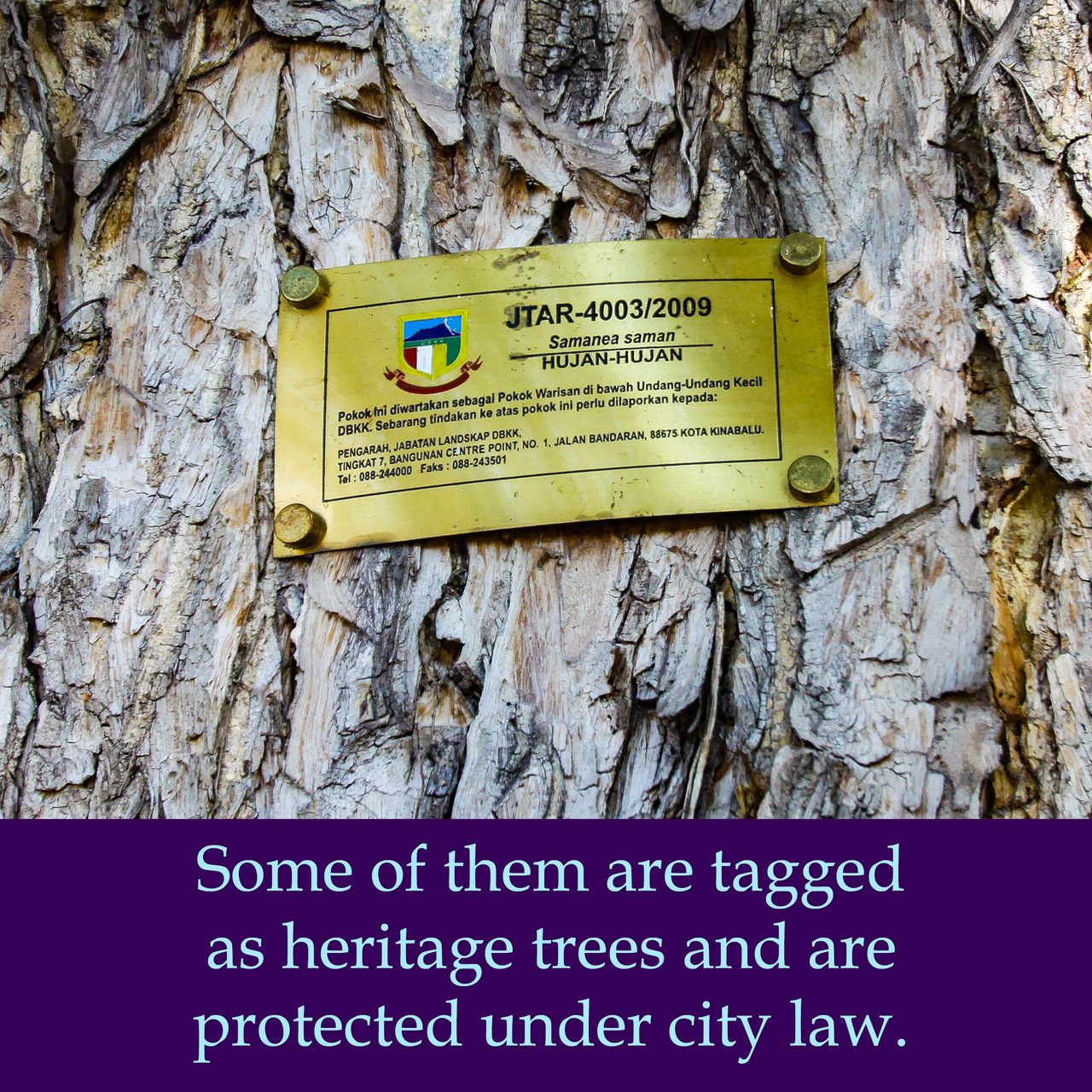 Some of them are tagged as heritage trees and are protected under city law.