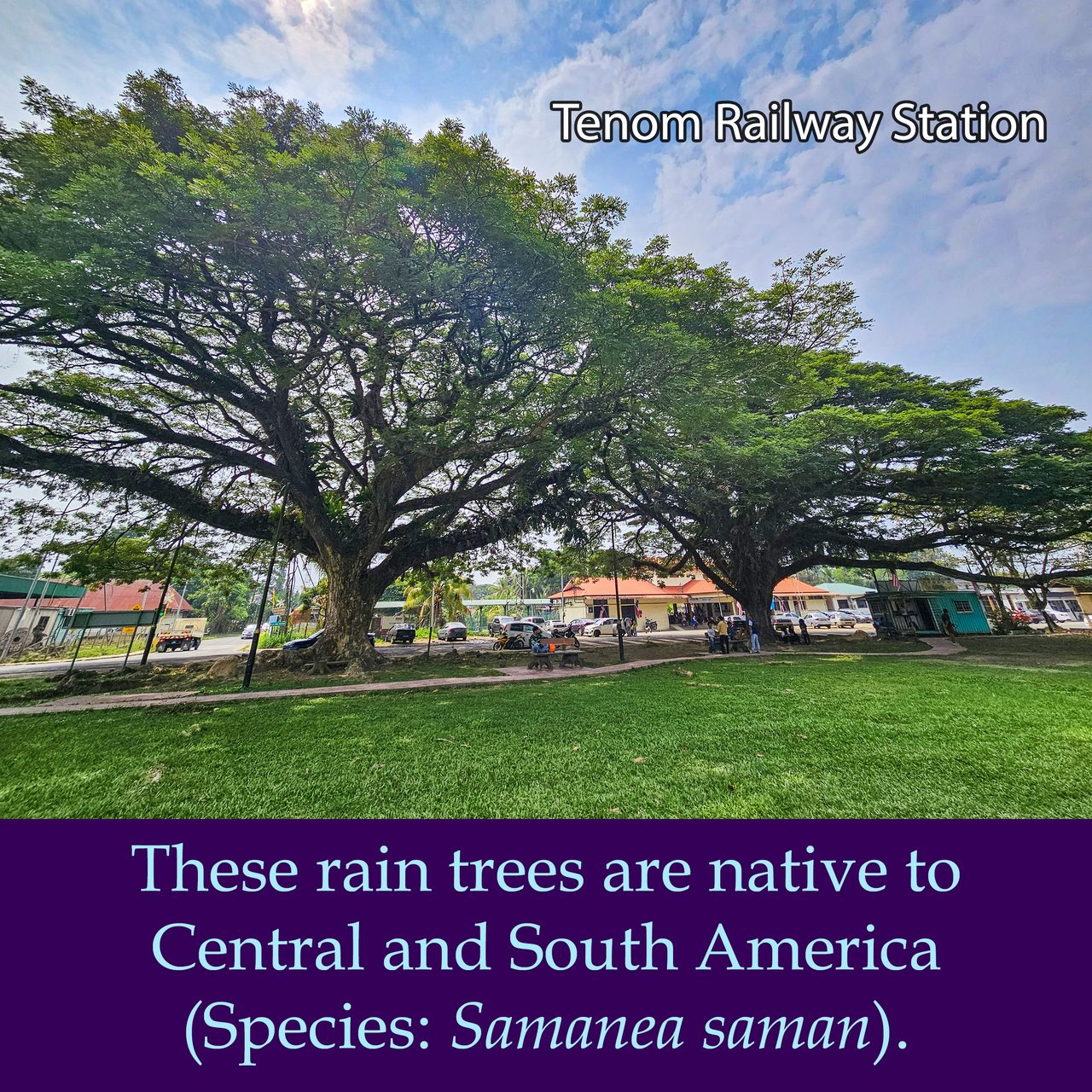 These rain trees are native to Central and South America (Samanea saman).