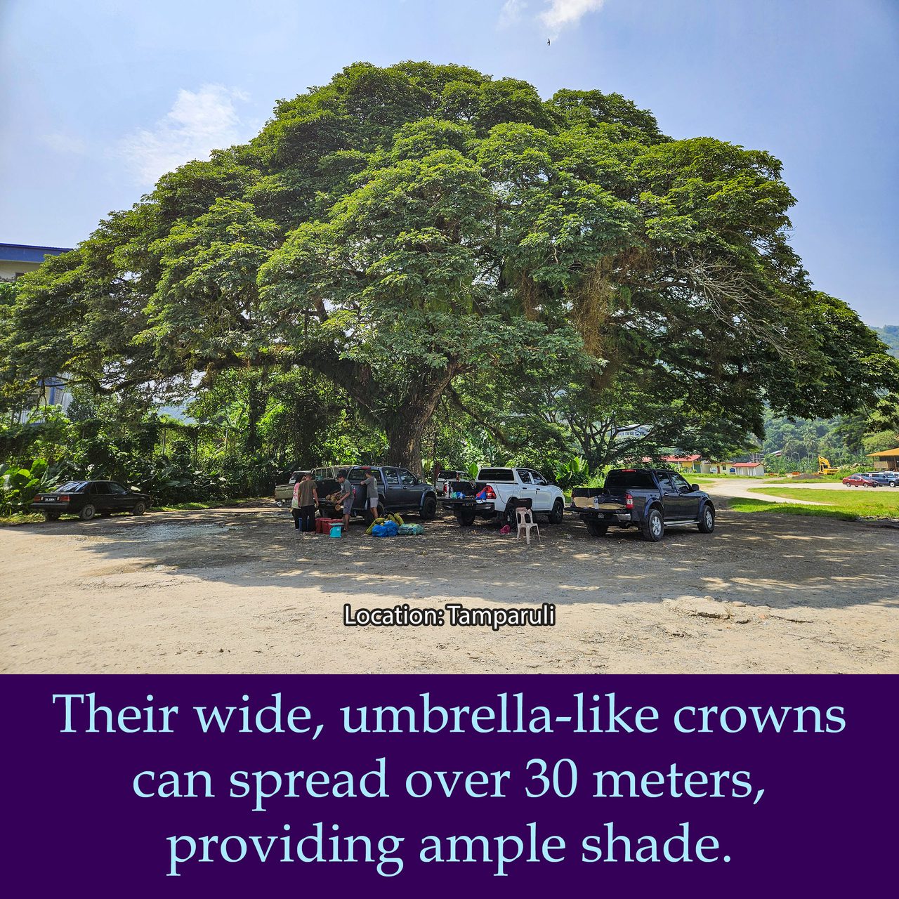 Their wide, umbrella-like crowns can spread over 30 meters, providing ample shade.