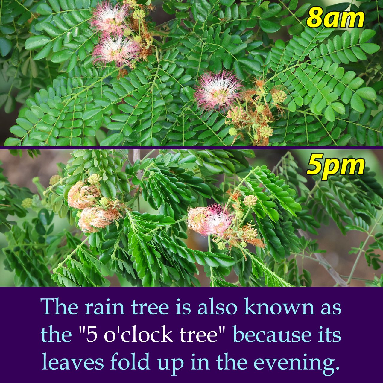 The rain tree is also known as the "5 o'clock tree" because its leaves fold up in the evening.