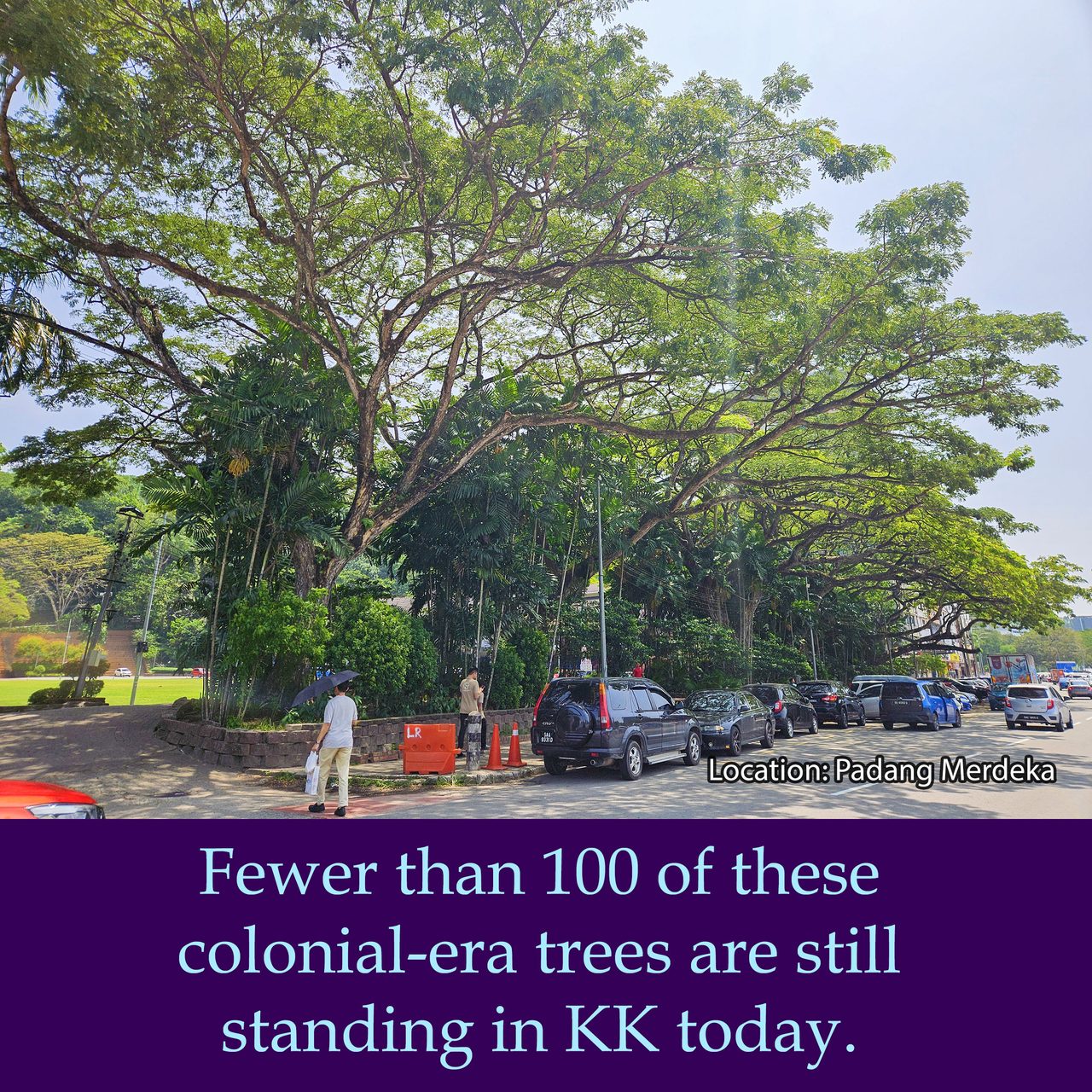 Fewer than 100 of these colonial-era trees are still standing in KK today.