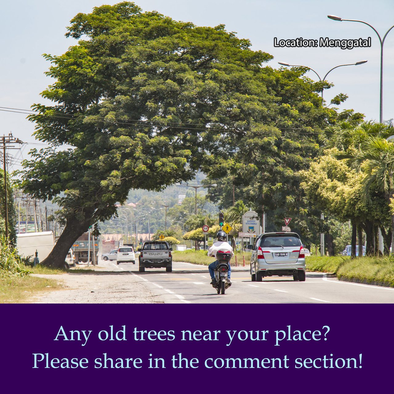 Are there any old trees near your place? Please share in the comments!