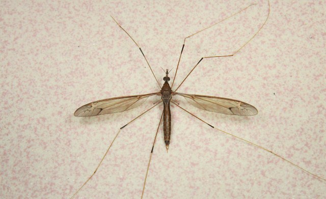 The BIGGEST Mosquito in the world?