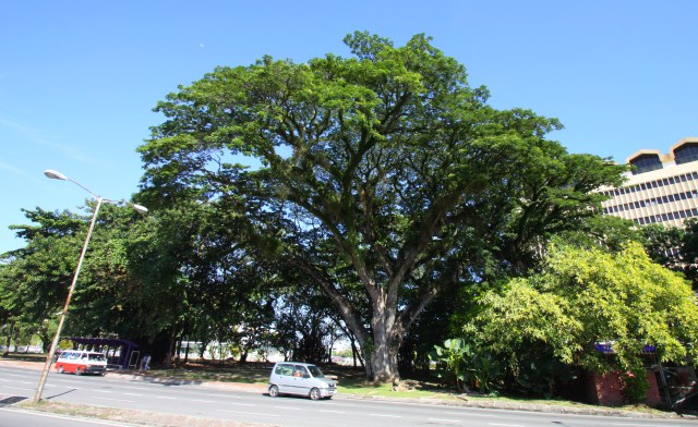 The Oldest Tree of Kota Kinabalu