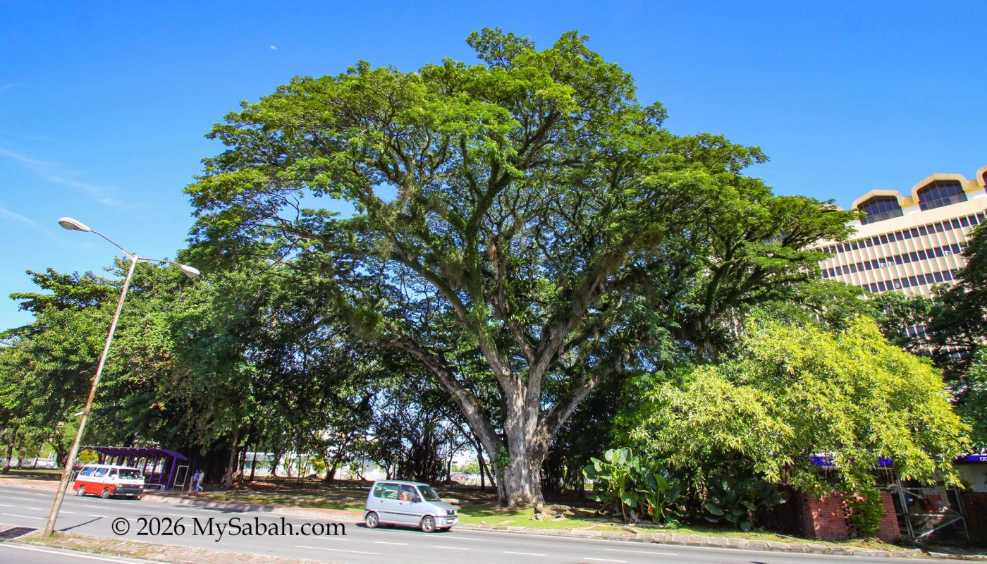 The Oldest Tree of Kota Kinabalu