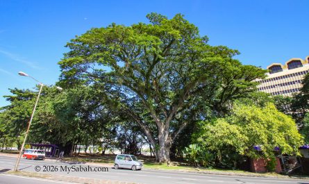 The Oldest Tree of Kota Kinabalu