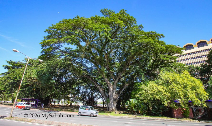 The Oldest Tree of Kota Kinabalu
