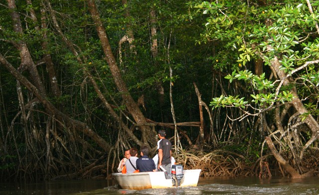 Mangrove Forest of Bongawan River