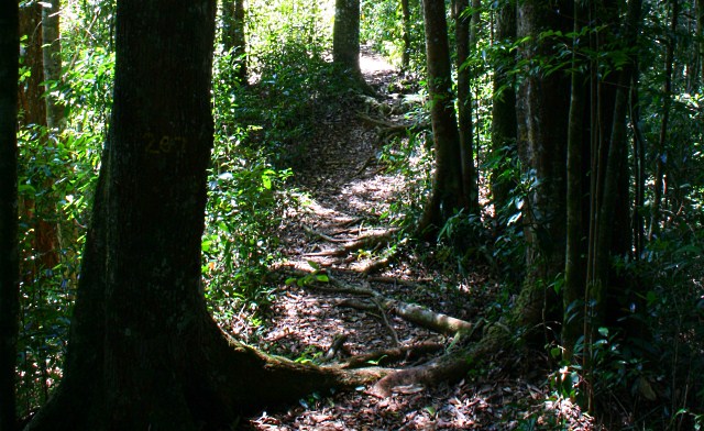 Borneo forest