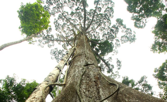 Sepilok Giant, the Oldest Tree of Sabah