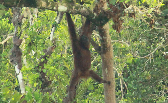 orangutan climbing tree