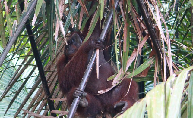 Orangutan in the Swamp