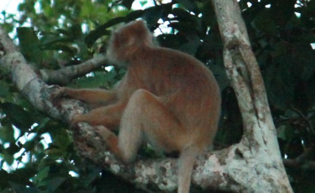 Silver Leaf Monkey (white form) of Sabah Borneo