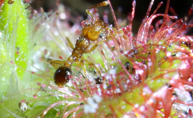 Sundew, plant that eats insects