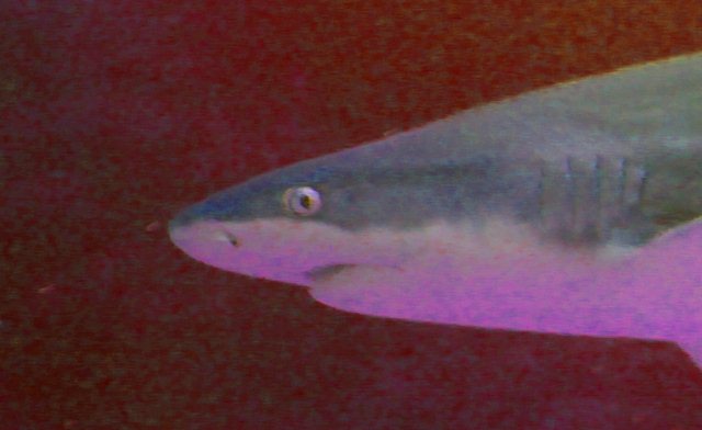 Reef shark