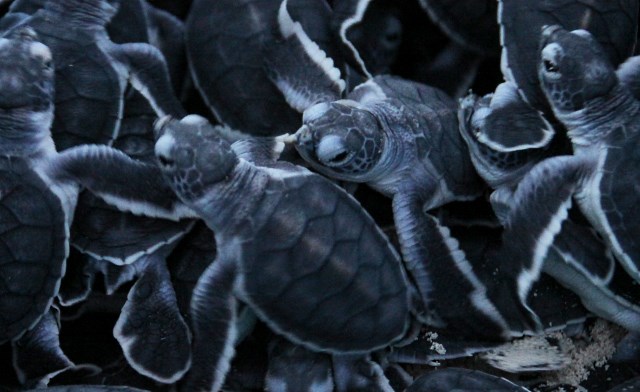 Turtle Hatchery of Sipadan Island