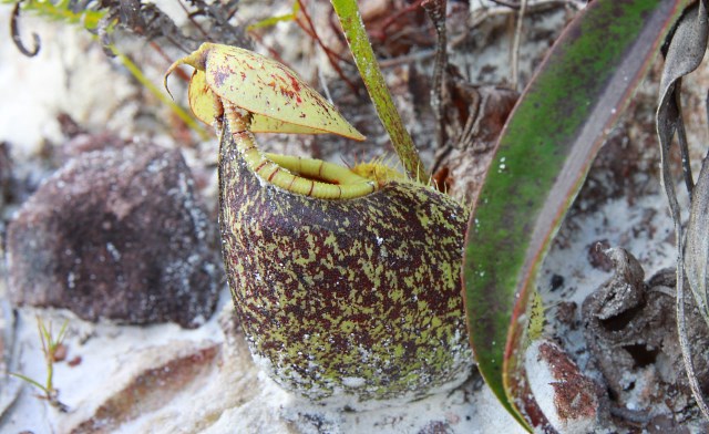 Pitcher Plant Hunting in Weston