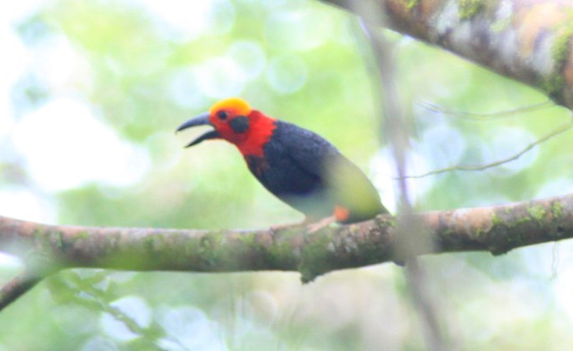 Bornean Bristlehead, the superstar bird of Borneo