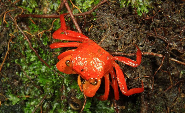 Land crab of Mt. Silam