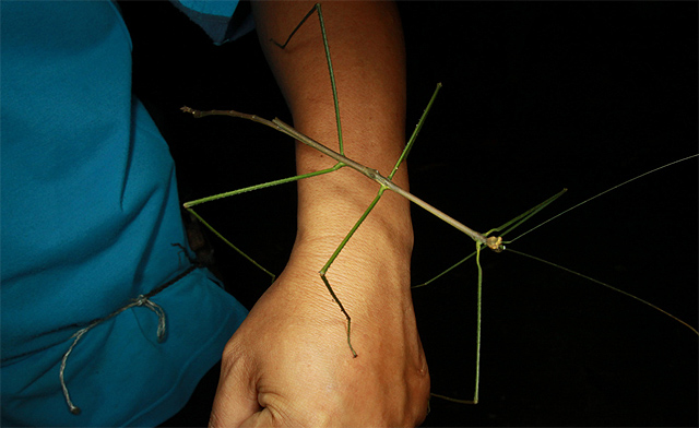 stick insect