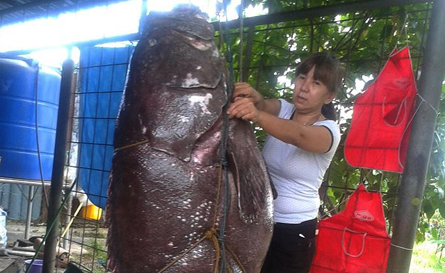 Giant Grouper, the ultimate seafood of Sabah