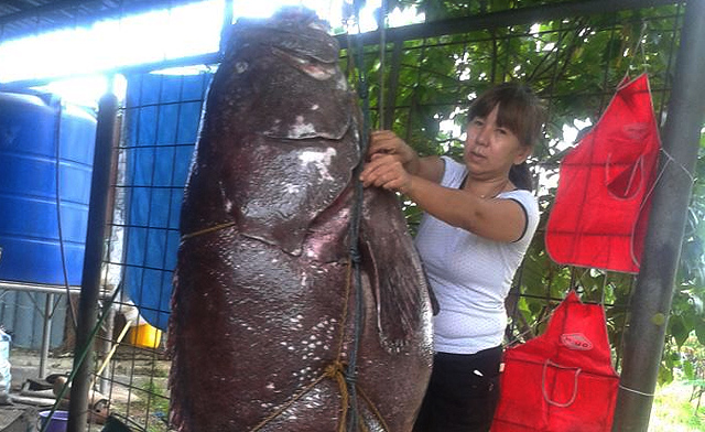 giant grouper