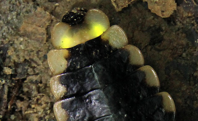 Glow Worm of Borneo