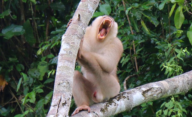 Pig-tailed macaque