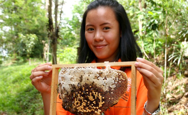 honey bee comb