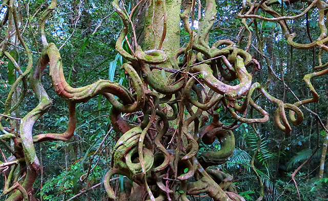 The 10 Most Interesting Trees of Borneo