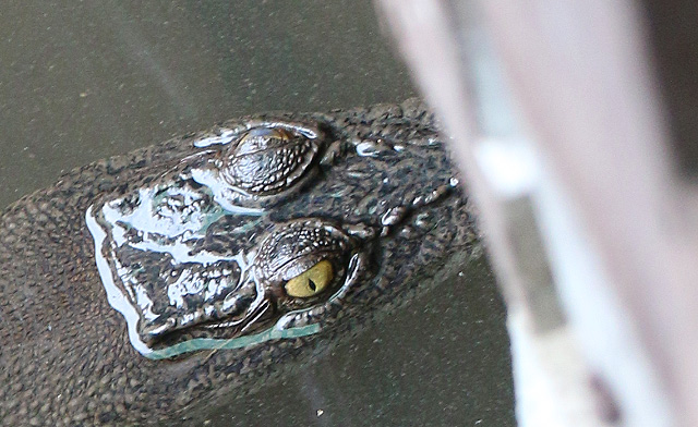 Crocodile in Likas River