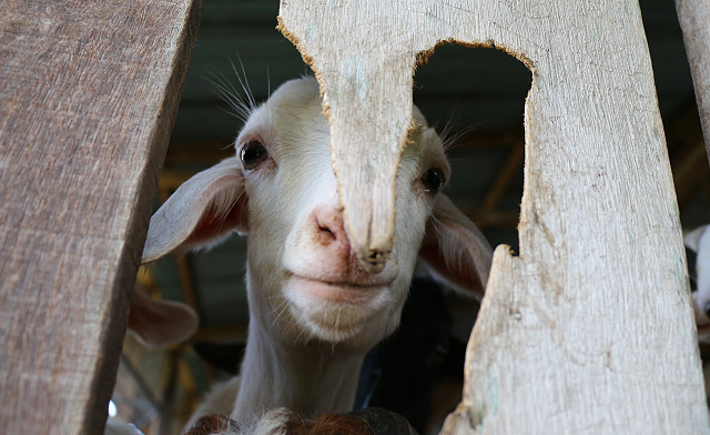 Tenom Farmstay, healthier food and planet with Integrated Farming