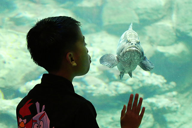 Underwater World of Aquarium & Marine Museum at University Malaysia Sabah (UMS)