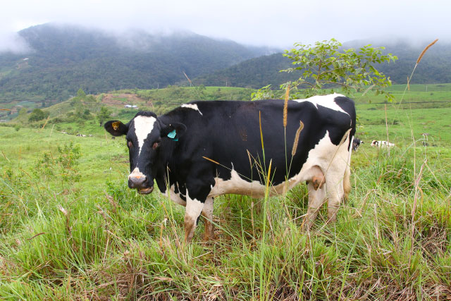 DESA Cattle Dairy Farm and Milk of Sabah