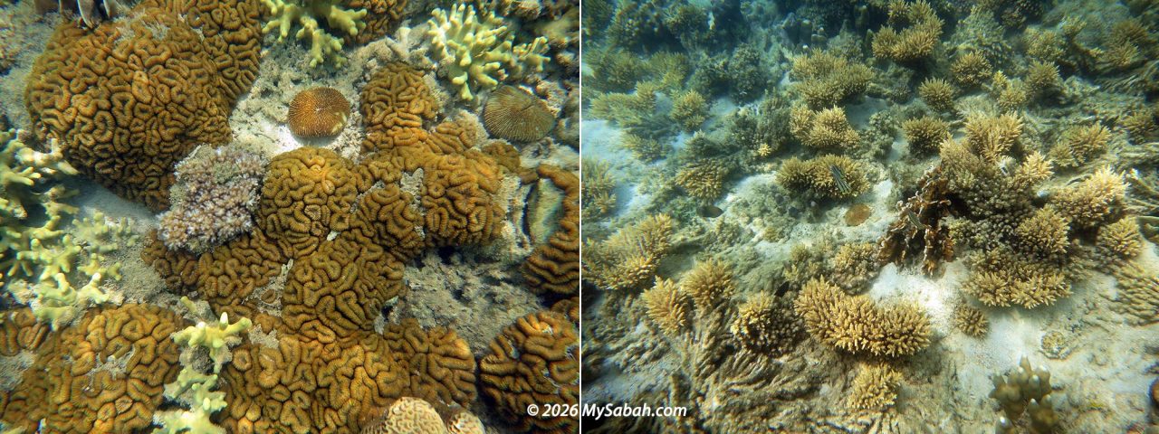 Corals of Manukan Island