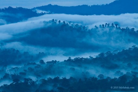 Misty rainforest of Borneo