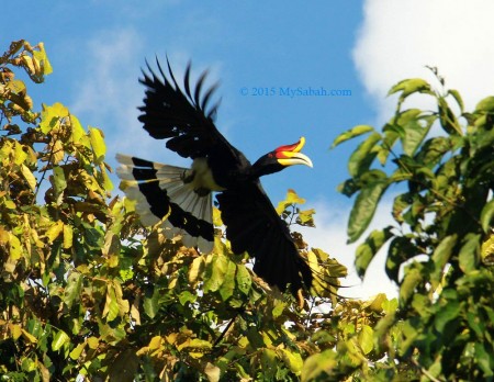 Rhinocerous hornbill flys over a fig tree