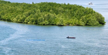 Mangrove forest