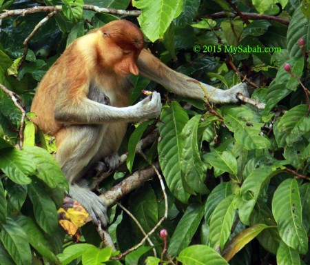 Proboscis monkey on the tree