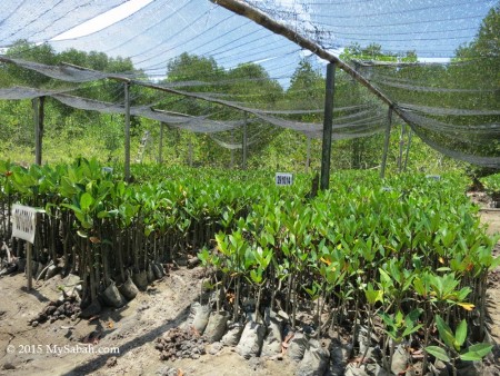 Nursery for mangrove tree seedlings