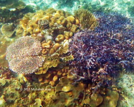 Coral reefs in Sabah