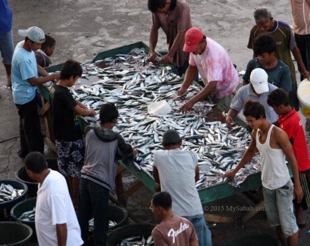 Fish landing at a port