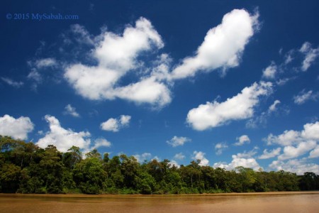 Forest on riparian of Kinabatangan River