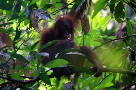 Orangutan feeding on the tree