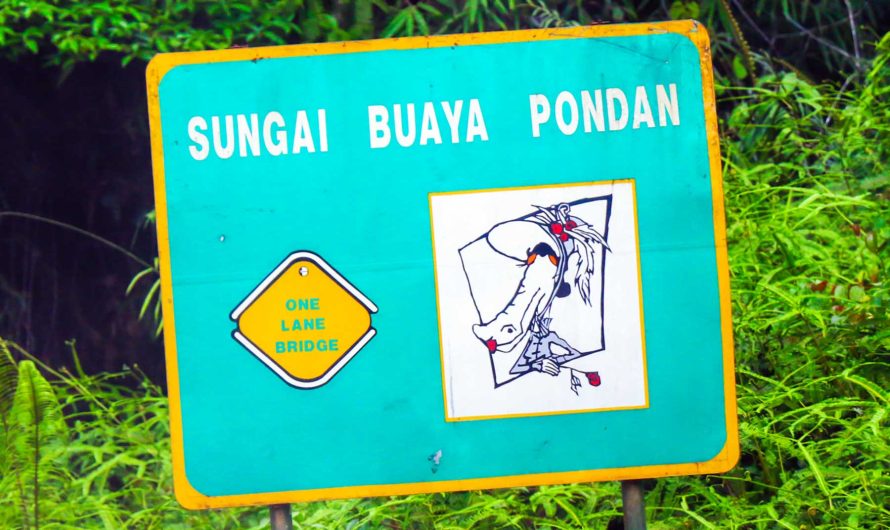 Tour to Deramakot Forest, a Well-Managed Forest of Sabah