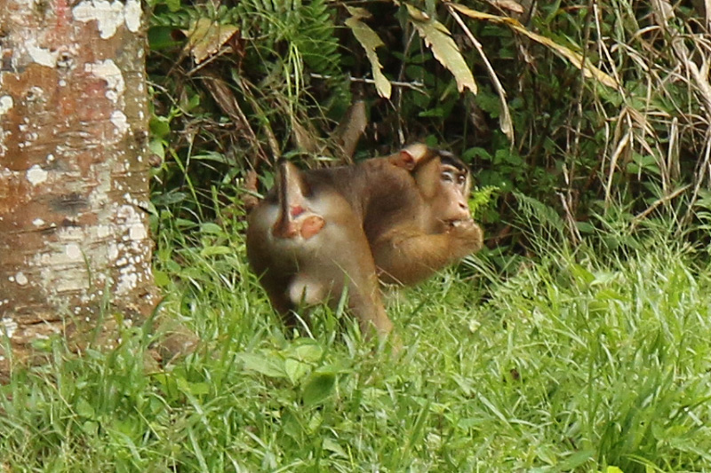 Tour to Deramakot Forest, a Well-Managed Forest of Sabah