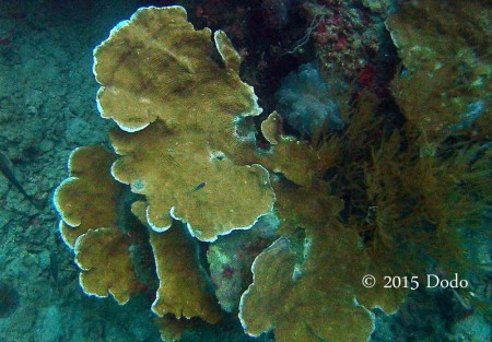 Plate coral of Sulug Island