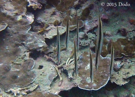Coral Razorfish