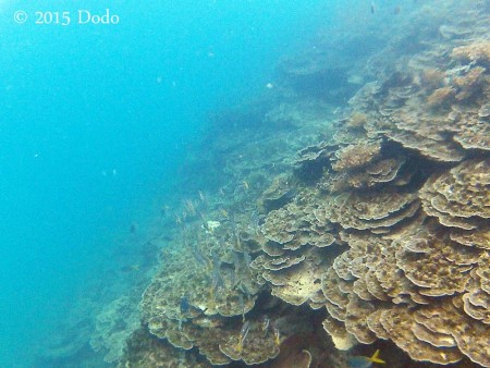 Lettuce Corals