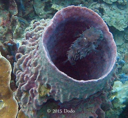 Puffer fish in a barrel sponge